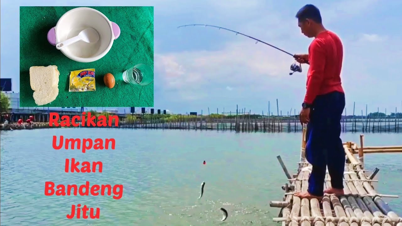 Racikan umpan ikan bandeng jitu langsung di tes