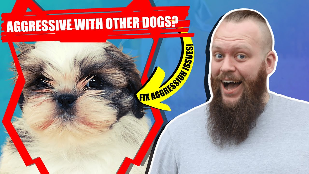 How To Train Aggressive SHIH TZU