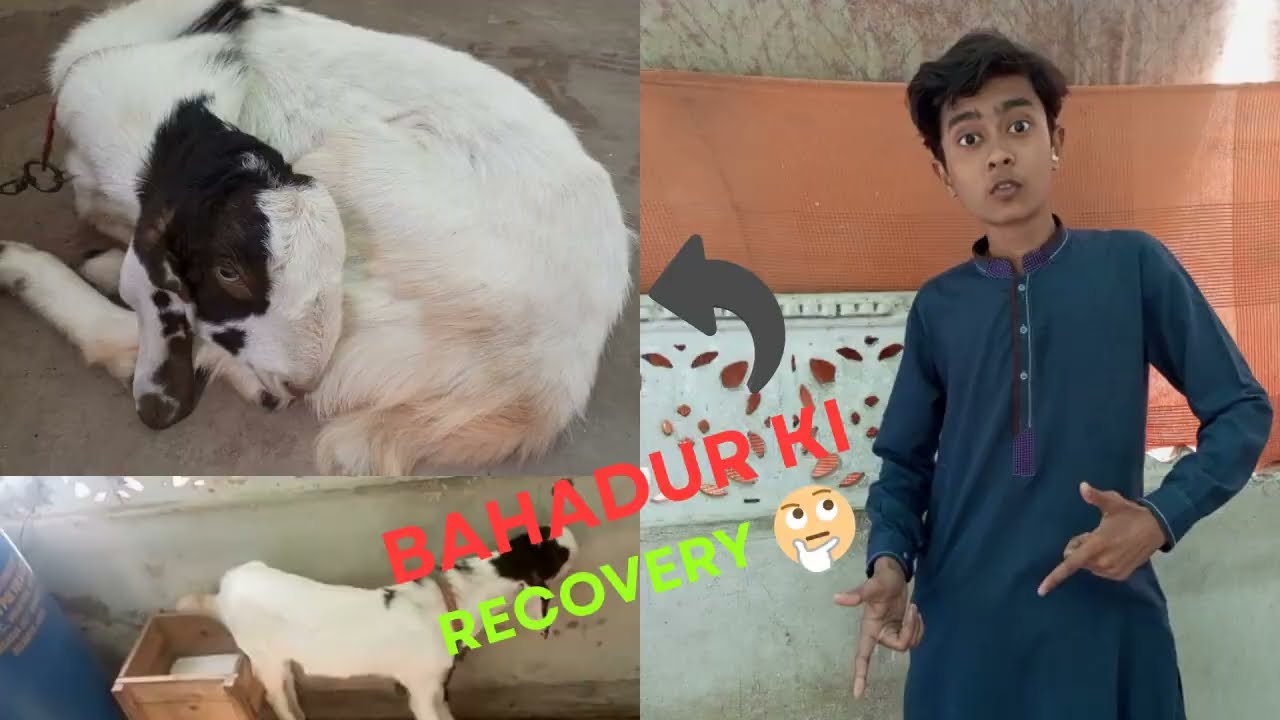 Bahadur ki Recovery😮🤔