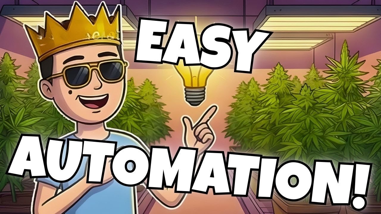 Automating Everything Got Me to the TOP! | Schedule 1