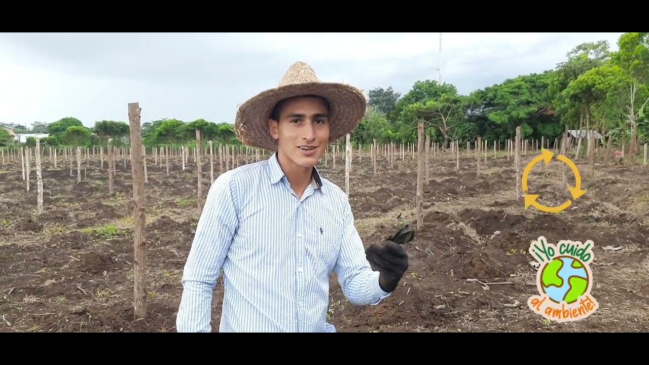 Fase 1. Siembra de Maracuyá. Planting Passion fruit