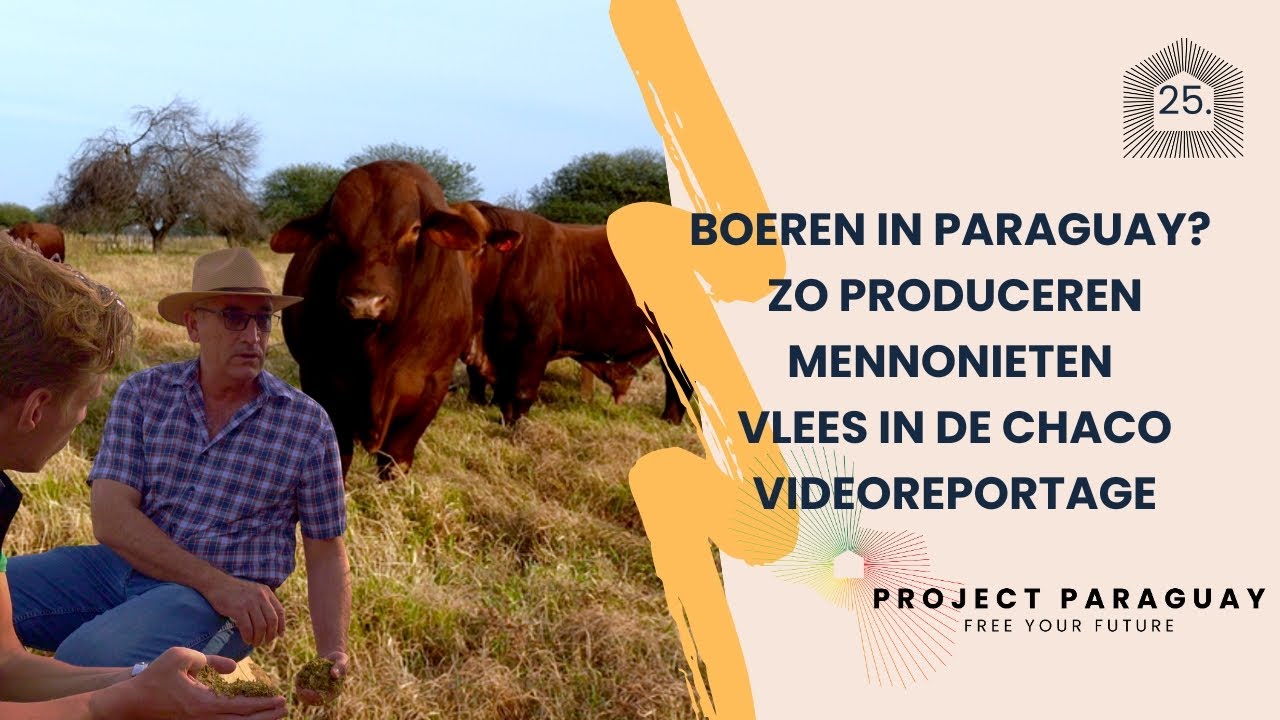 Boeren in Paraguay? Zo produceren Mennonieten vlees in de Chaco | videoreportage