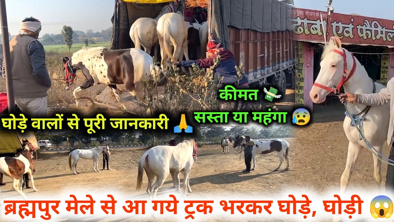 ब्रह्मपुर मेले में ट्रक भरकर 😱आ गए घोड़ा और घोड़ी कीमत 💸 और पूरी जानकारी घोड़े वालों से 2026 