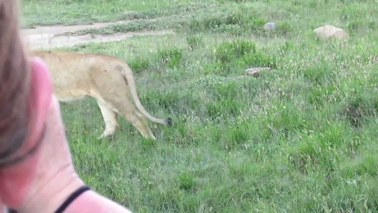 african safari - Surprise ending, Lion pooping at the end