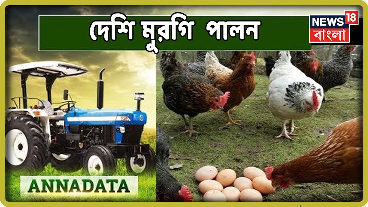 দেশি মুরগি পালনে বিশেষজ্ঞের পরামর্শ । অন্নদাতা