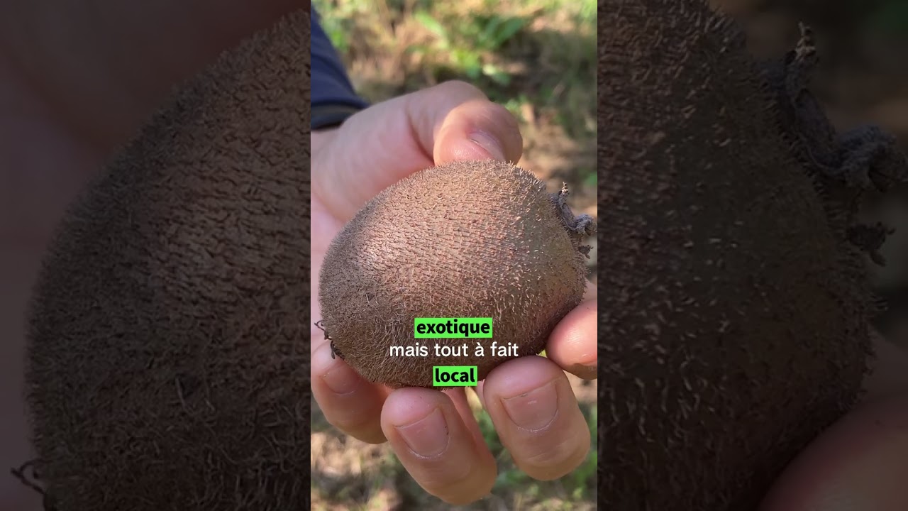 Des kiwis au bon go&ucirc;t du Vaucluse