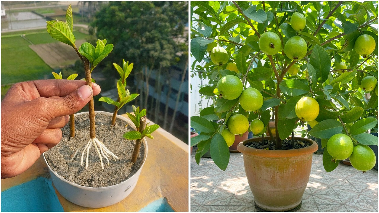 Try this easy method for growing guava plant at home | 100% Success tips