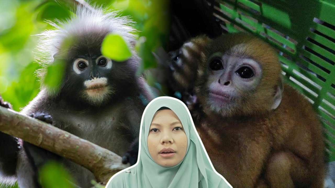 Lutong Selalu Dibuang Selepas Tak Comel