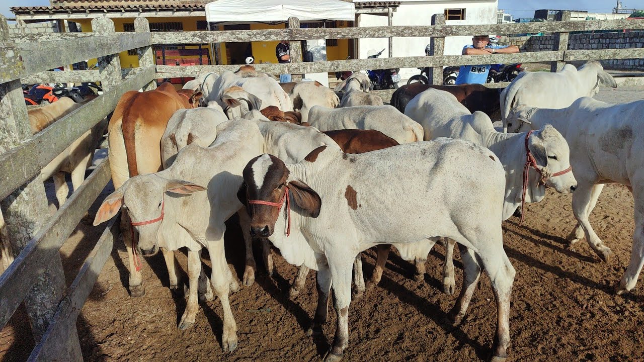 Feira de bezerro de Capoeiras-PE 13/02/26 boiada indo Pra Sergipe. 
