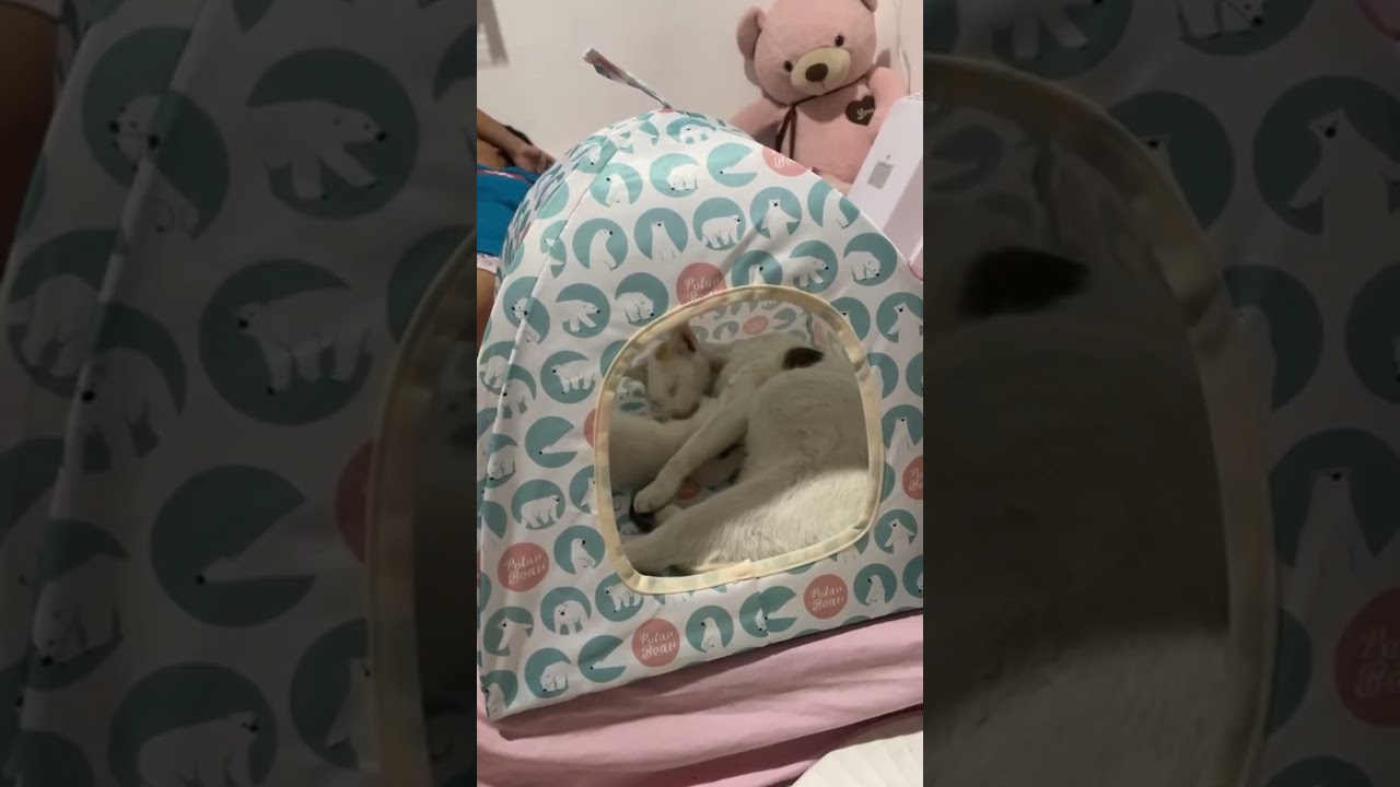 My Super Duper Cute Cats🥹❤️