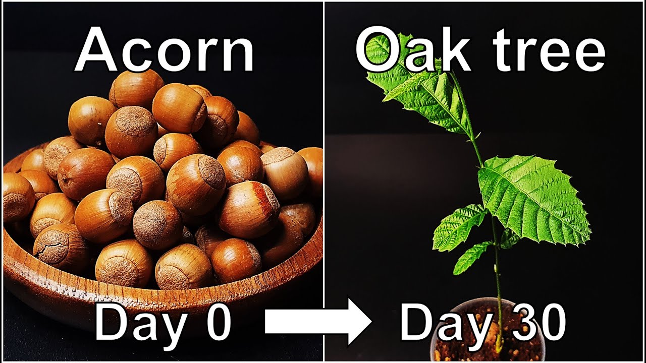 How to grow Oak tree from Acorn｜Growing Acorn｜How to grow #12 Acorn and Oak tree｜Eng Sub