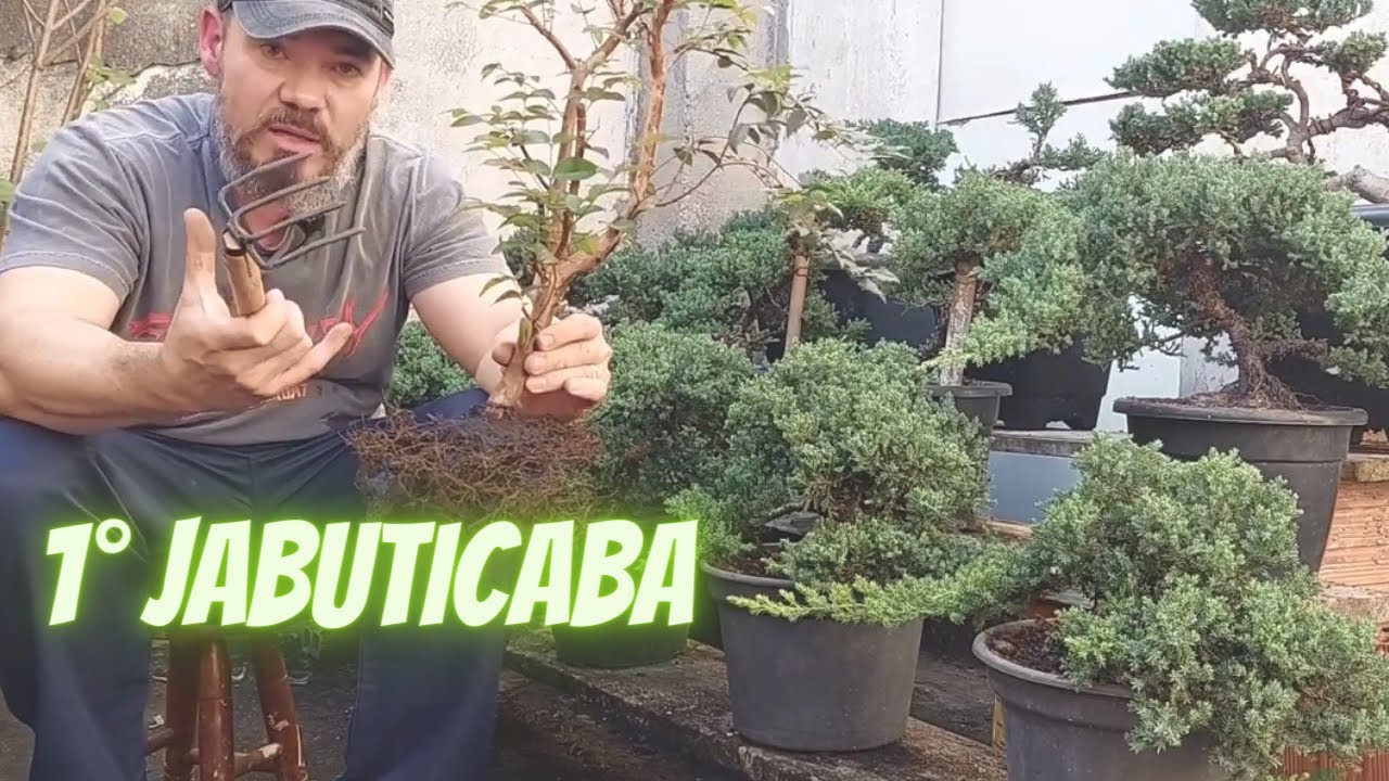 Meu Primeiro Bonsai Jabuticaba