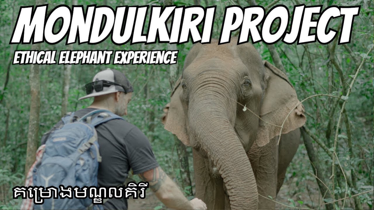 WILD Elephants in MONDULKIRI Cambodia's Jungle! ដំរីមណ្ឌលគិរី