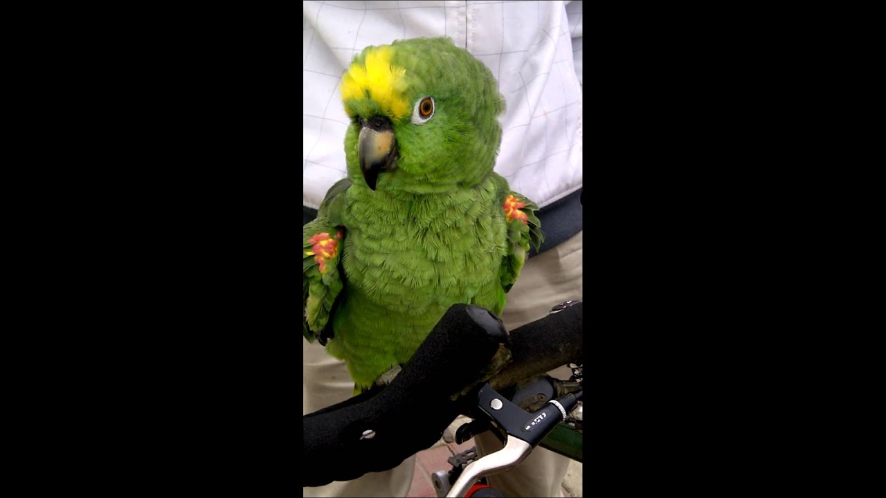 Loro que habla
