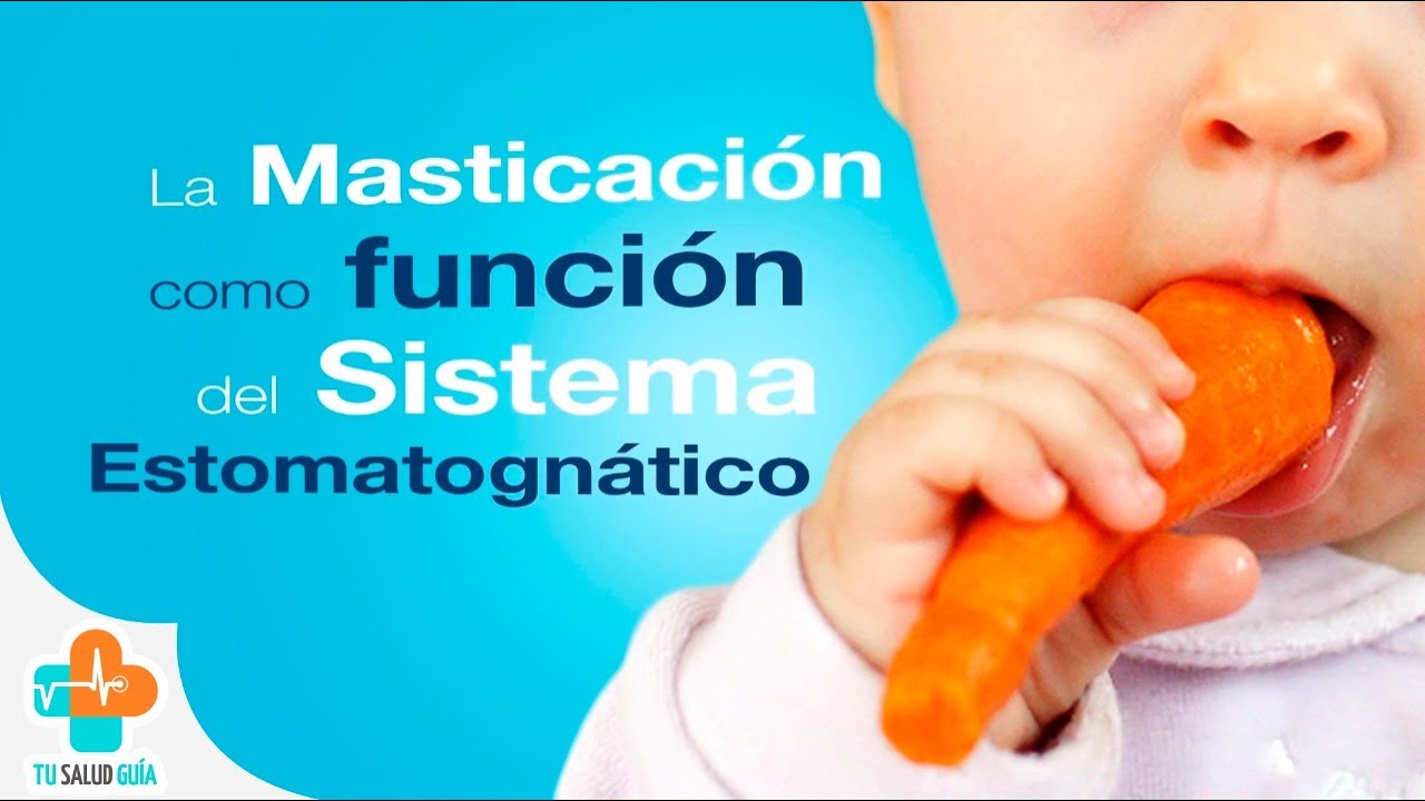 La Masticaci&oacute;n como funci&oacute;n del Sistema Estomatogn&aacute;tico | Tu Salud Gu&iacute;a