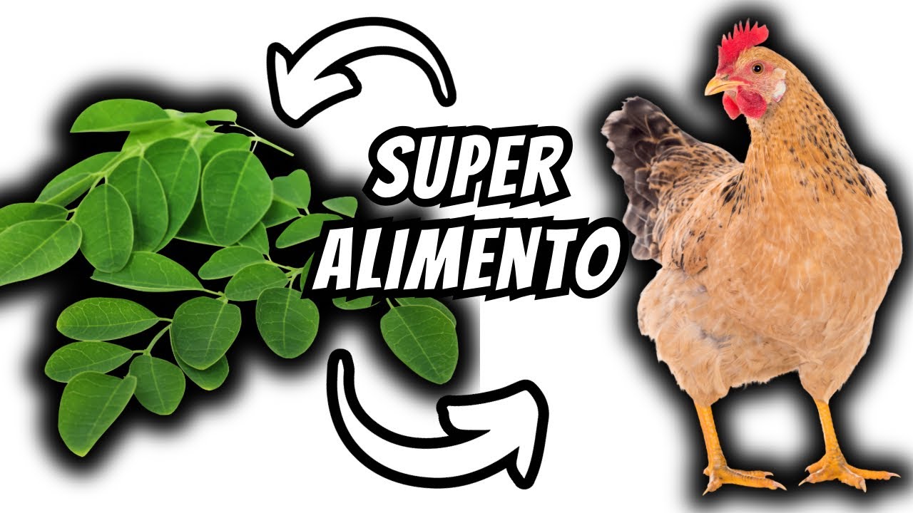 ESSA FOLHA NÃO É CHAMADA ÁRVORE DA VIDA A TOA! CURA TODAS AS DOENÇAS DA SUA CRIAÇÃO! ( MORINGA )