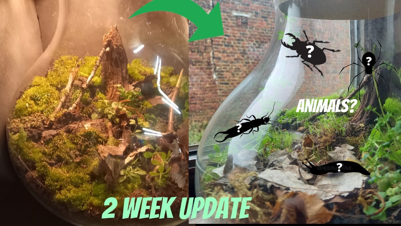 Closed Ecosystem in a jar | 2 week update and animals inside