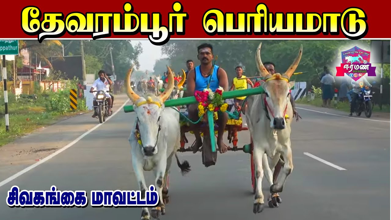 சிவகங்கை மாவட்டம் | தேவரம்பூர் | பெரியமாடு | பந்தயம்
