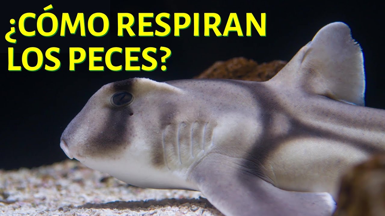 ¿Cómo respiran los peces?🐟🦈 (Respiración branquial)
