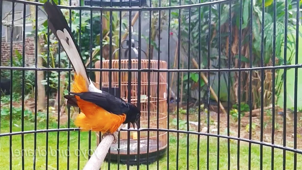 TRETEKAN PAGI MB BORNEO / MERANGANG MURAI LAIN JADI EMOSI GACOR NGEPLONG DAN JADI FIGHTER