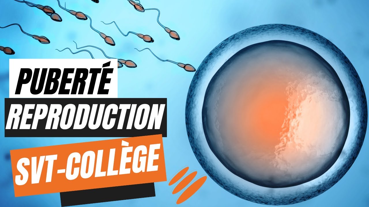 Puberté et reproduction humaine -  SVT collège