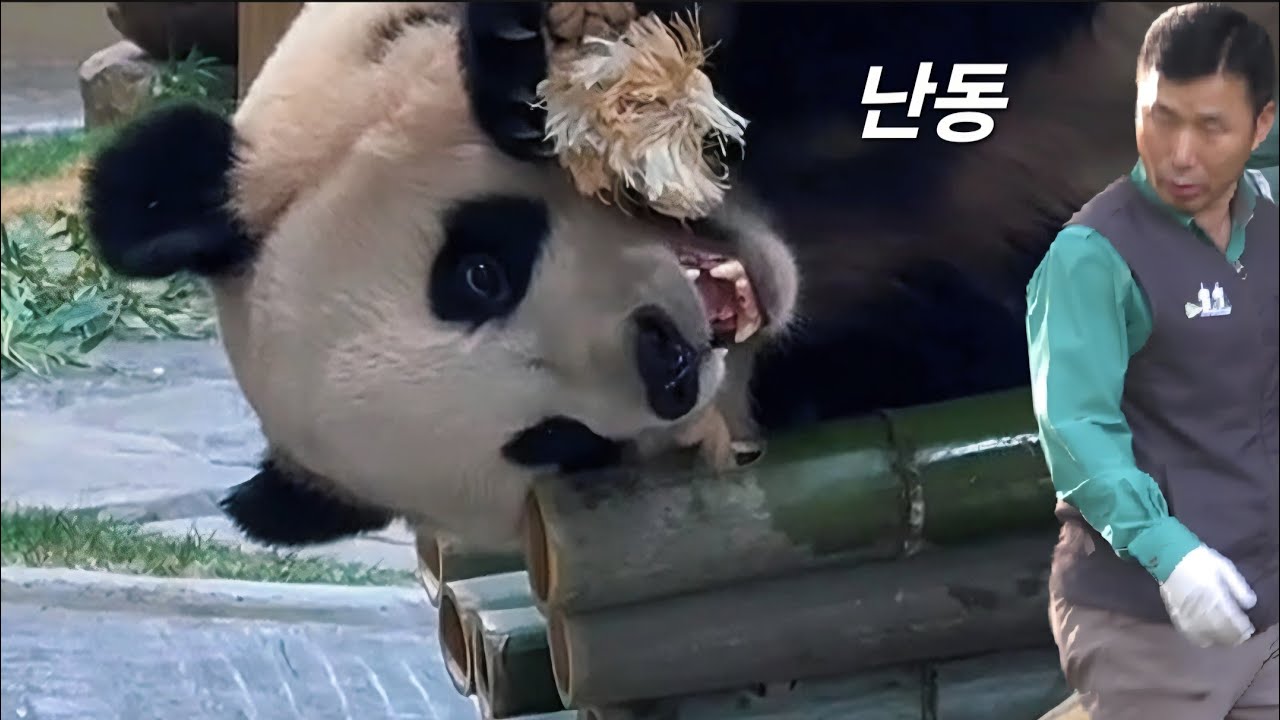 세컨하우스 2월4일 후이 또 난동을 부리고 있어요 