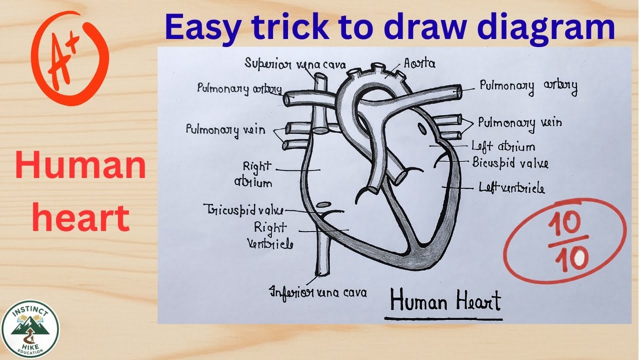 How to draw a human heart diagram#मानव हृदय का चित्र कैसे बनाए#heart diagram 