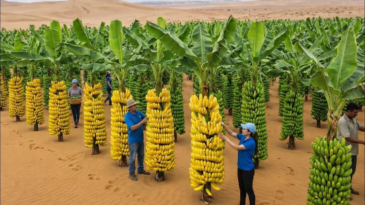 What Would Bananas Look Like If They Were Grown In The Desert? The Results Might Surprise You
