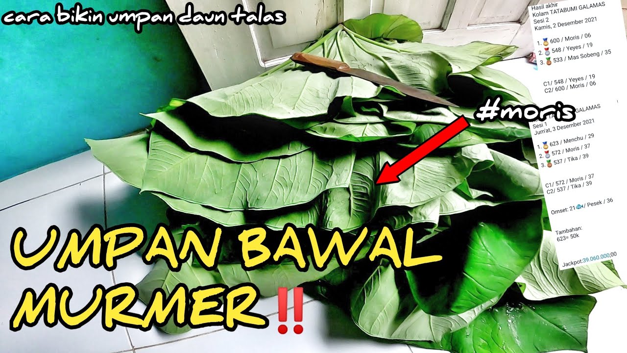 BELUM BANYAK YANG TAU UMPAN YANG SATU INI !! PARAH NETTERNYA