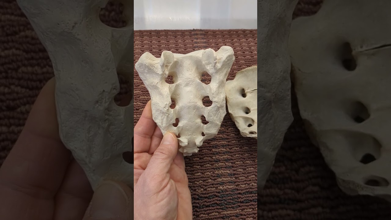 Sacrum and Coccyx