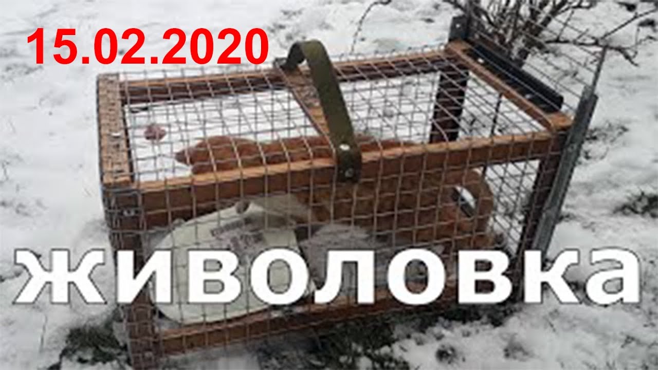 Живоловка своїми руками