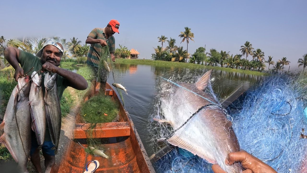ഇതുപോലൊരു കൊമ്പൻ വേട്ട സ്വപ്നങ്ങളിൽ മാത്രം🐠😊|keralafishing|fishingmalayalam|nadanfishing|villagefish