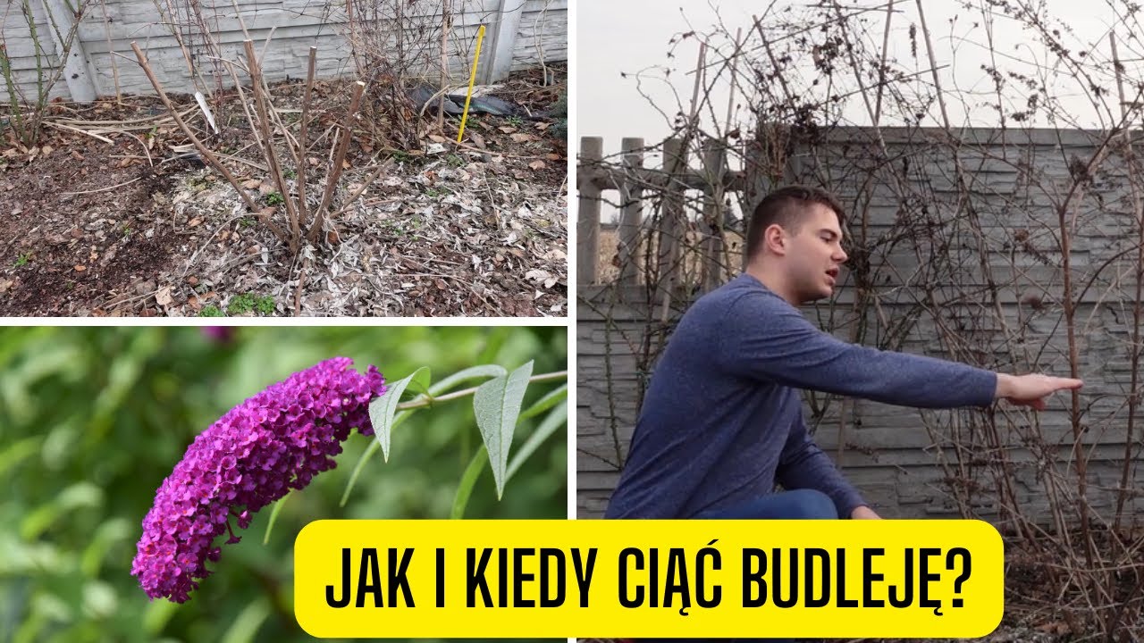 Jak i kiedy ciąć Budleję Dawida? Pielęgnacja motylego krzewu po zimie