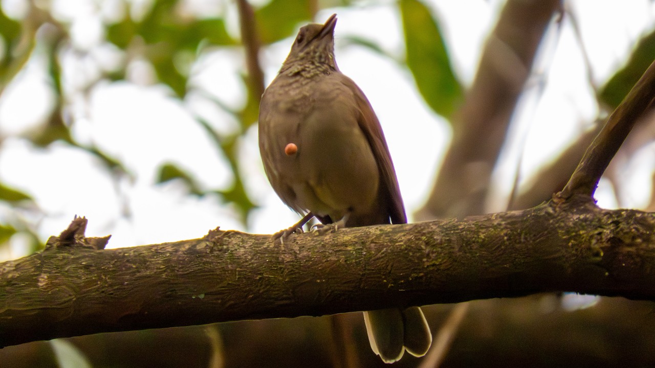 O canto do sabiá-barranco - Turdus leucomelas de perto