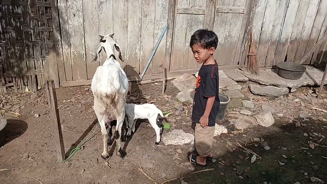 Kakak vino main sama kambing