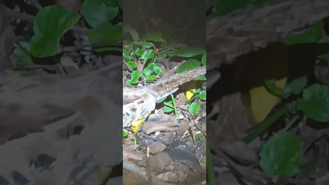 Guardacaminos