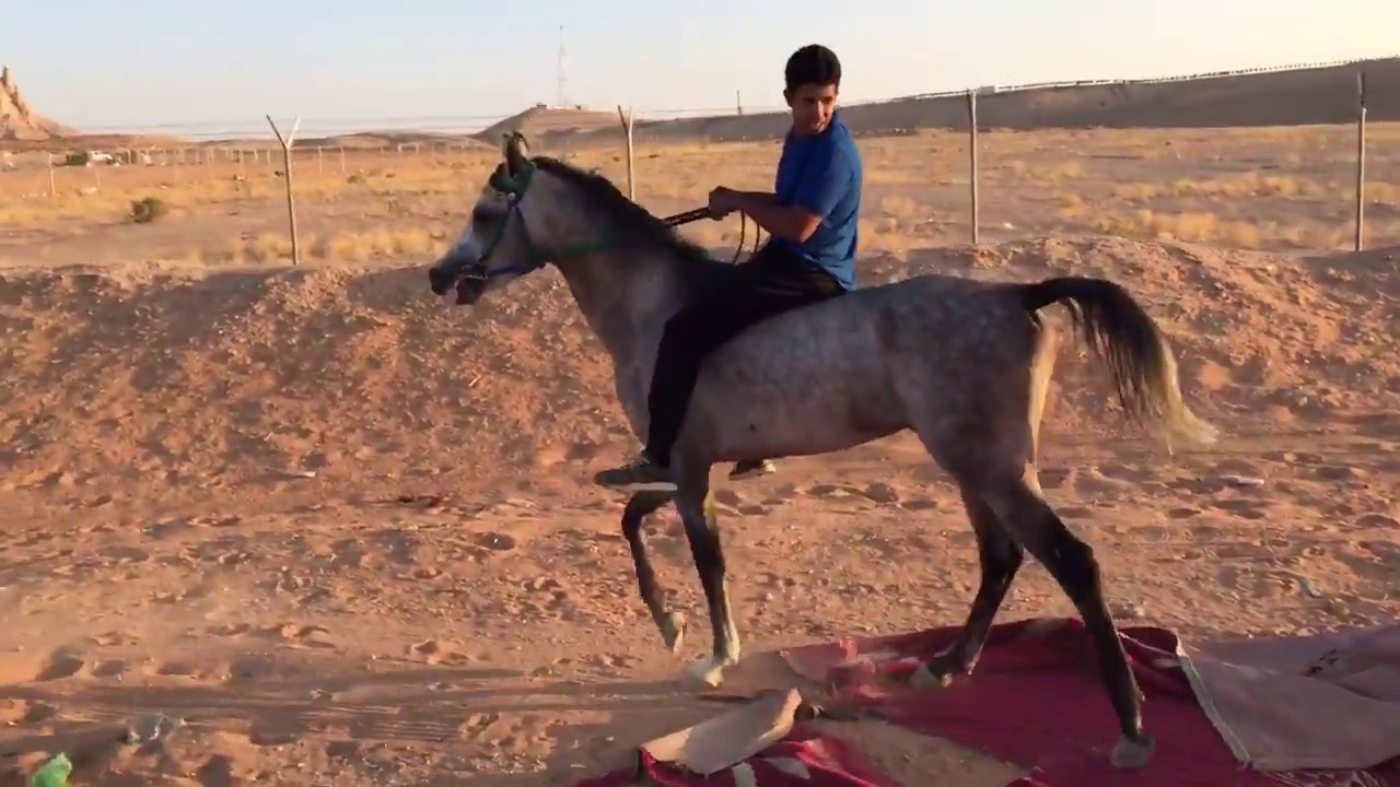 الثبات بدون سرج على الخيل شرح عام (رحلة مدتها تقريبا  اقل ساعه ومن ضمنها فتح بالنفود 😍) الجزء الاول