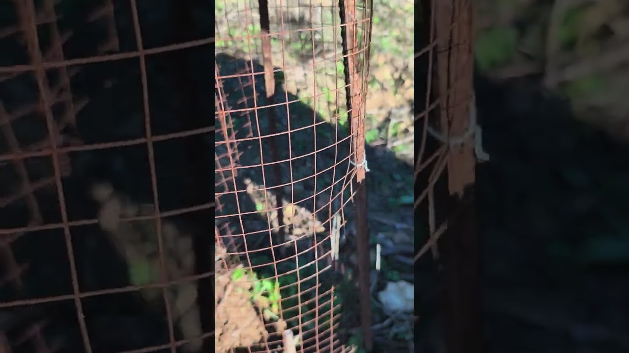 TRUCOS y EXPERIENCIAS en PLANTACIÓN de ALGARROBOS