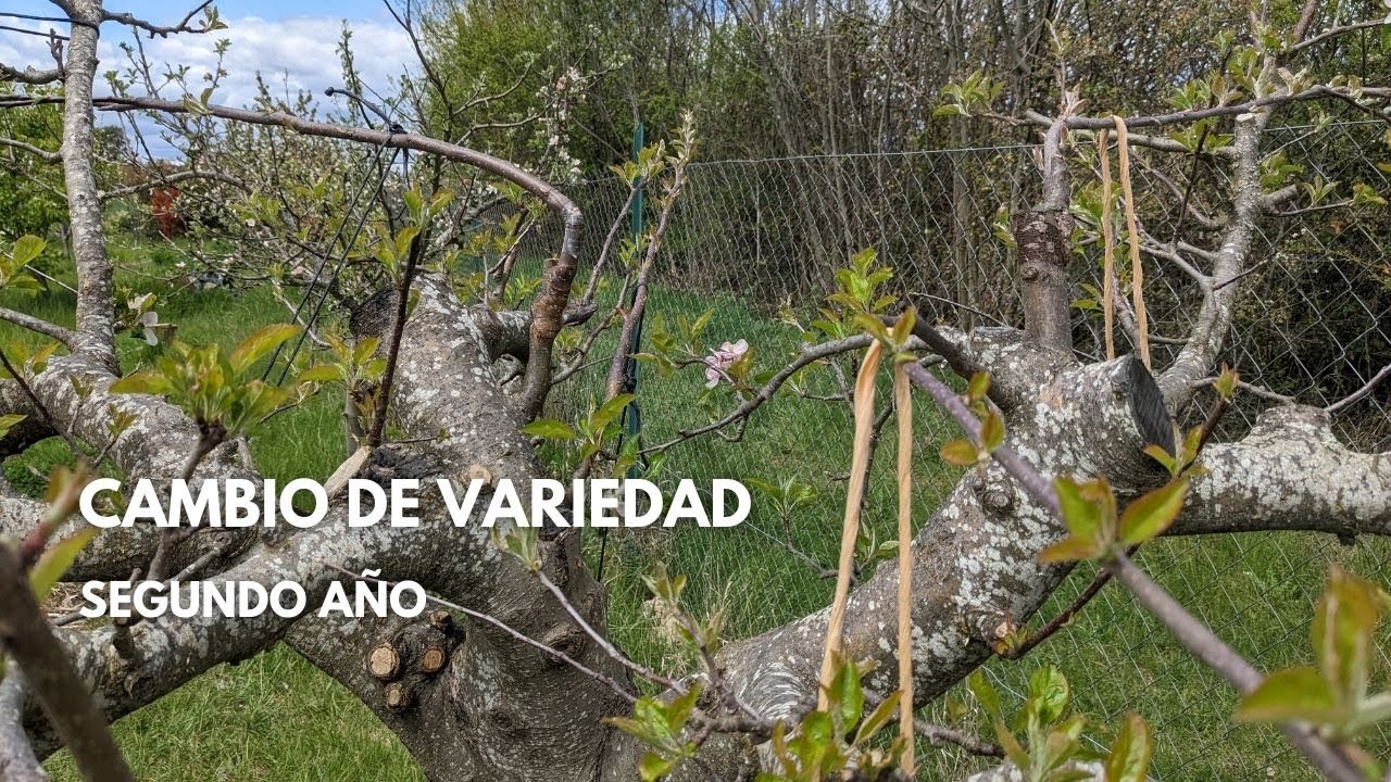 Cambio de variedad en ramas de manzano ya formado. SEGUNDO año.