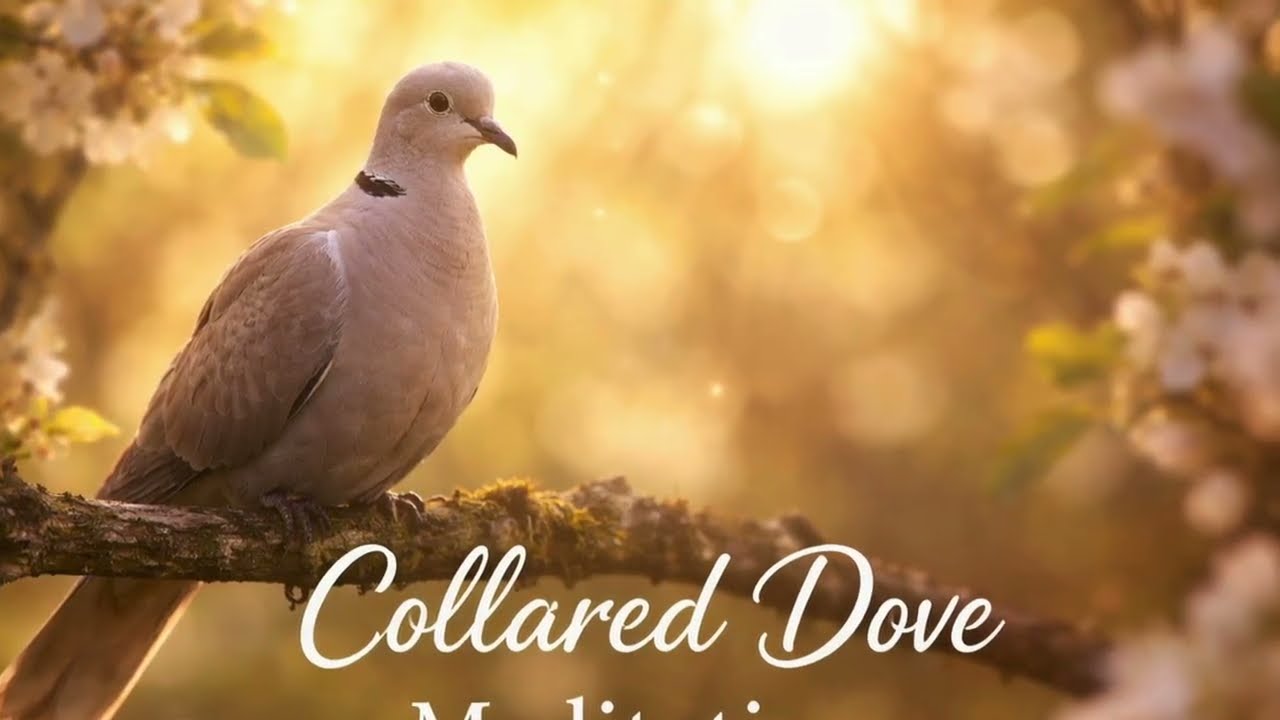 Meditate With The Birds - 15 Minute Collared Dove Meditation
