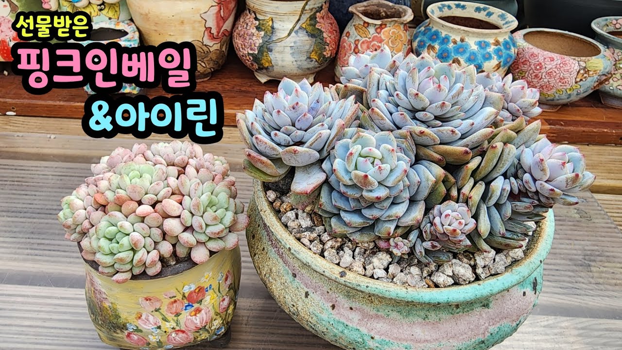 260129 맑은얼굴에핑크꼭지점핑크인베일.동글동글귀여운아이린~어떤모습으로자랄지기대되네요^^
