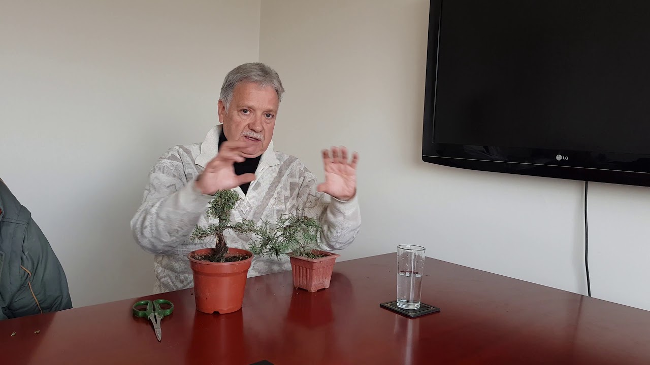 Concurso y Demostración de Bonsai - Jardín Kyoto