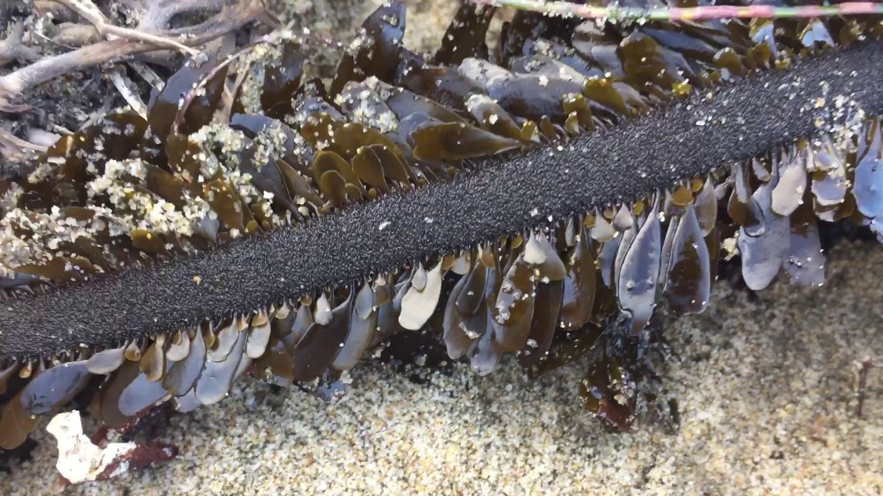Algae and more found on the wrack line!