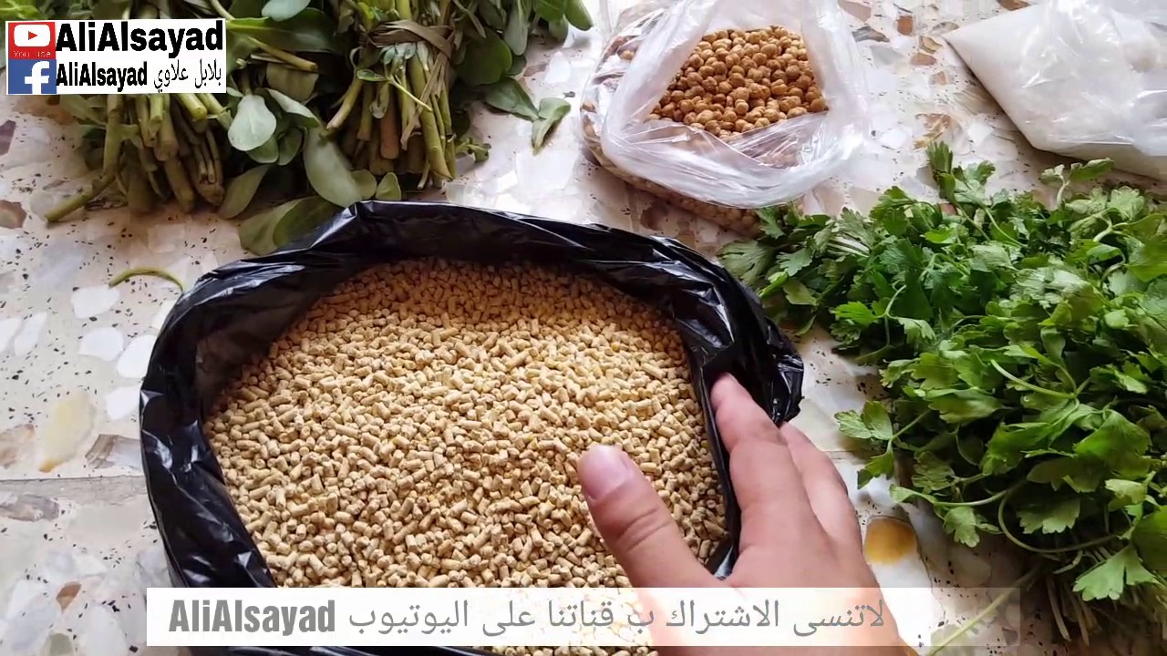 بلابل علاوي خلطة ال GT المميزه لجميع أنواع الطيور @ali 2017