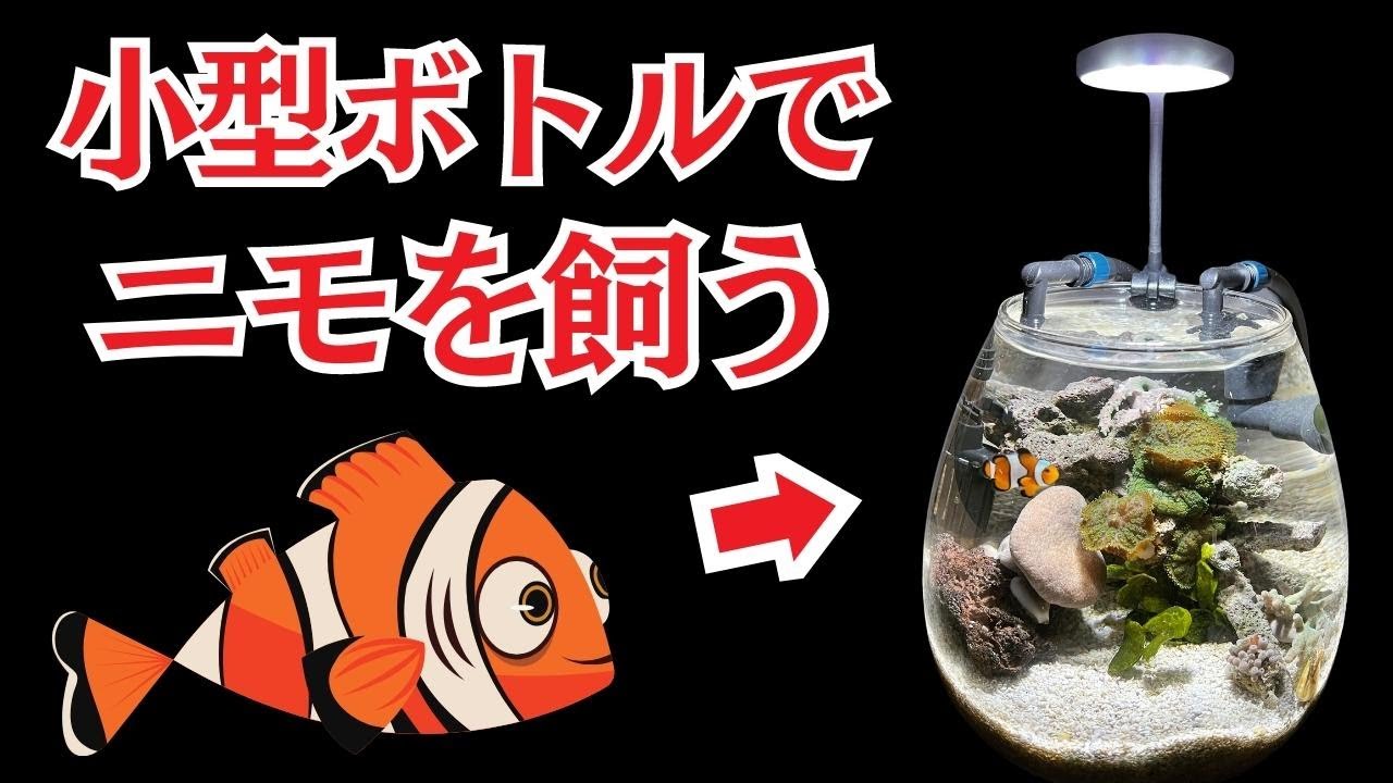 超小型ボトルで半年間クマノミを飼ってみた結果・・・