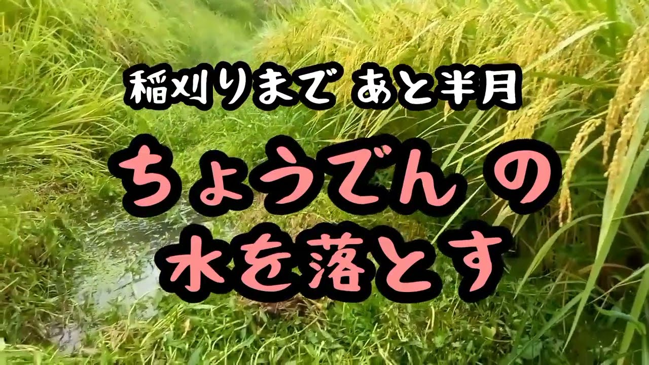 稲刈りまであと半月　ちょうでんの水を落とす　#新米　#稲刈り　#吉備中央町　#ふるさと米　#新米　2025年8月19日