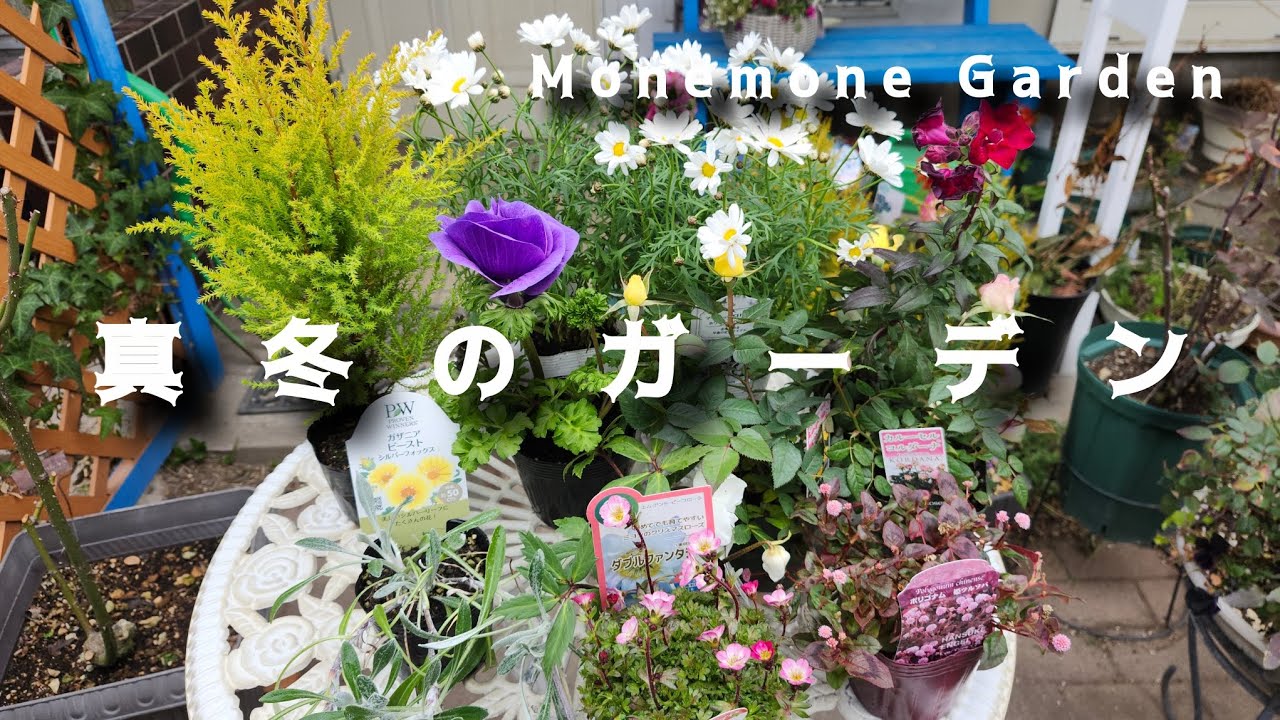 《真冬のガーデン》一番寒い⛄真冬に咲く花🌸クリスマスローズ、ビオラ、ローダンセマム、ガイラルディアスピントップ、花かんざし☆