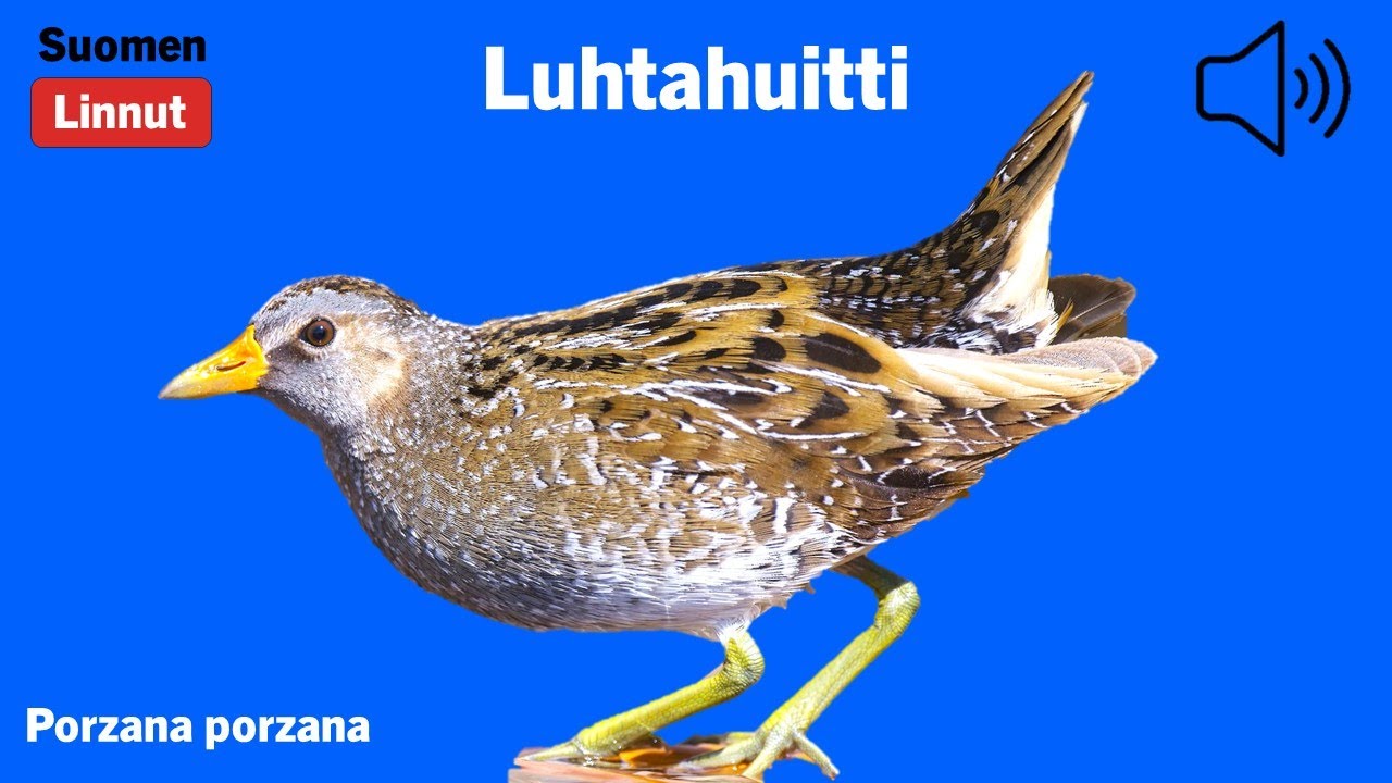 Luhtahuitti - Porzana porzana - Spotted Crake - småfläckig sumphöna - PORPOR