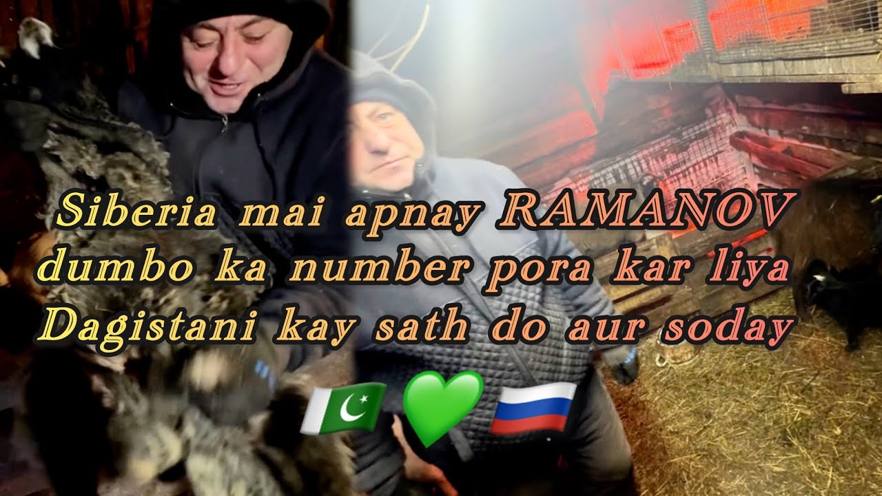 SIBERIA MAI APNAY ROMANOV DUMBO KA NUMBER PORA KAR LIYA ! AJ KAY DIN KAY DO SODAY!
