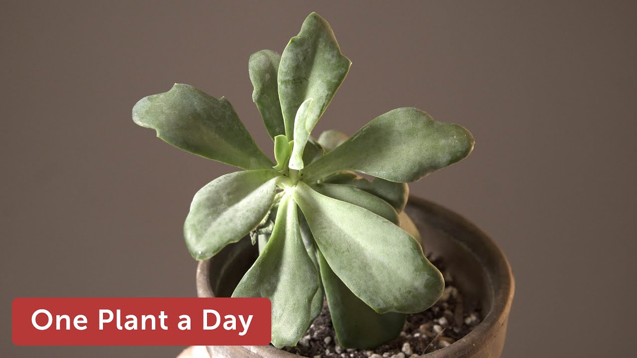 Kleinia galpinii Houseplant Care &mdash; 248 of 365